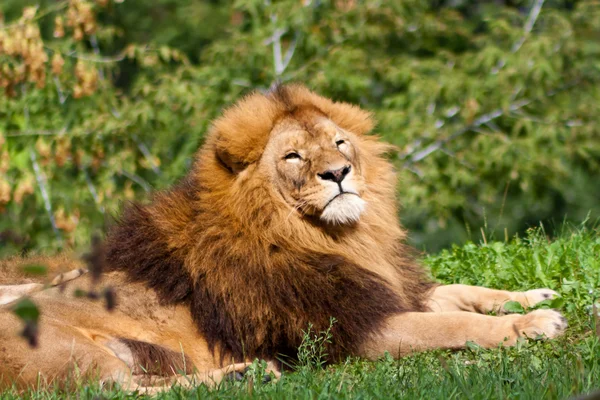 骄傲的狮子 — 图库照片
