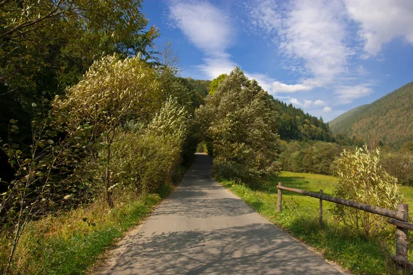 Weg in bos — Stockfoto