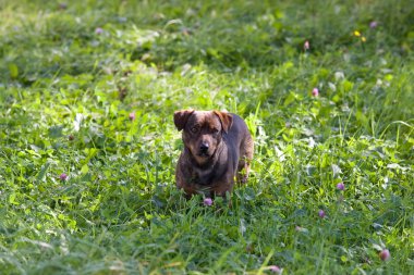 sevimli küçük köpek
