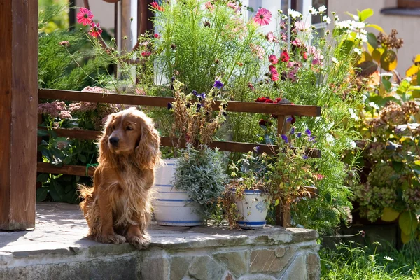 bahçede köpek
