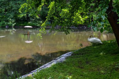 Yaz öğleden sonra parktaki bir gölün kıyısında beyaz kuğu