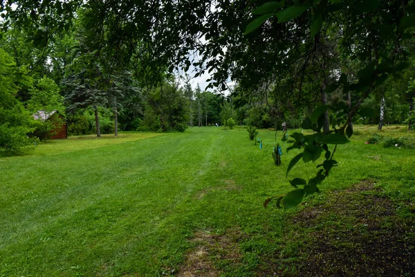 Green Meadows Trees Park Summer Afternoon — Stock Photo, Image