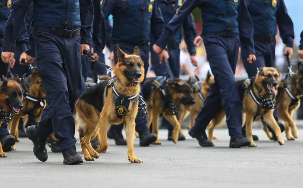 Quiiv Ucrânia Agosto 2021 Luta Contra Cães Militares Desfile Tropas — Fotografia de Stock