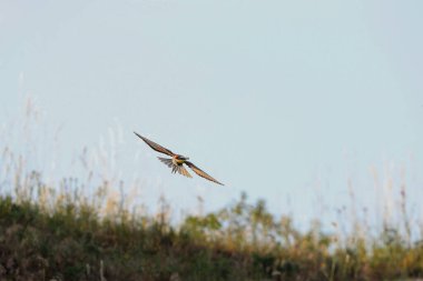 Aksiyon fotoğrafı. Arı yiyici dinamik bir pozda uçuyor. Uçan mücevher. Avrupalı Arı yiyici, Merops apiaster