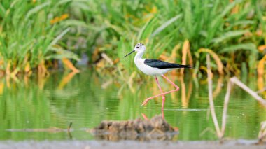 Siyah kanatlı Stilt 'in yakın plan fotoğrafı, çok uzun kırmızı bacaklı siyah beyaz kuş, su yüzeyinin ortasında yürüyor. Himantopus himantopus.