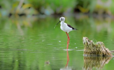 Siyah kanatlı Stilt 'in yakın plan fotoğrafı, çok uzun kırmızı bacaklı siyah beyaz kuş, su yüzeyinin ortasında yürüyor. Himantopus himantopus.