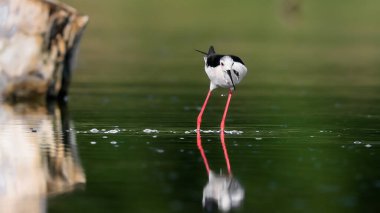 Siyah kanatlı Stilt 'in yakın plan fotoğrafı, çok uzun kırmızı bacaklı siyah beyaz kuş, su yüzeyinin ortasında yürüyor. Himantopus himantopus.