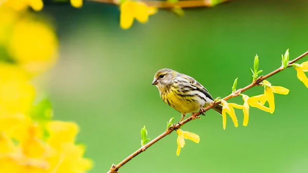 Foto Primo Piano Colorato Uccello Giallo Uno Sfondo Colorato Siskin — Foto Stock