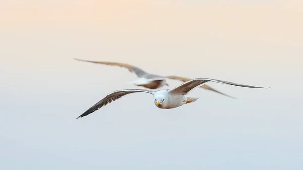 Foto Close Uma Enorme Gaivota Voando Céu Azul Aves Isoladas — Fotografia de Stock