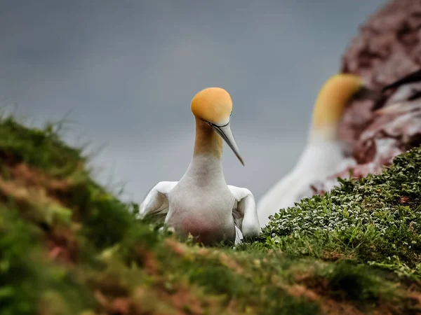 Retrato Close Grande Pássaro Marinho Colorido Branco Gannet Norte Morus — Fotografia de Stock