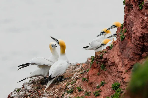 Close-up photo of large white sea-colored birds at courtship. Northern Gannet, Morus bassanus.