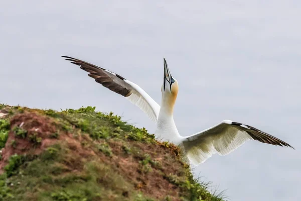 Närbild Porträtt Stora Vita Färgglada Sjöfågel Nordlig Gannet Morus Bassanus — Stockfoto