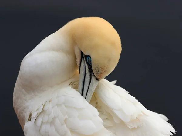 Retrato Close Grande Pássaro Marinho Colorido Branco Gannet Norte Morus — Fotografia de Stock