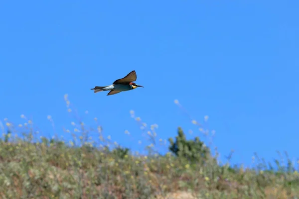 Photo Action Mangeur Abeilles Volant Dans Une Posture Dynamique Bijou — Photo