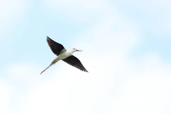 Une Photo Rapprochée Black Winged Stilt Oiseau Noir Blanc Avec — Photo