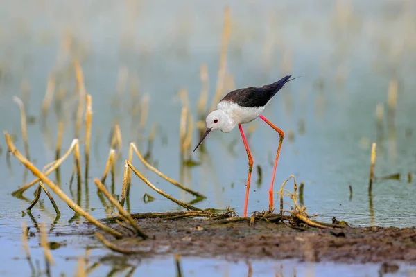 Close Photo Black Winged Stilt Black White Bird Very Long — Stock Photo, Image