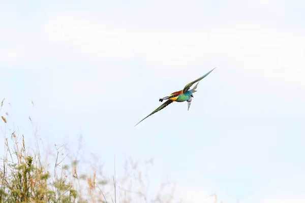 Action Photo Bee Eater Flying Dynamic Pose Flying Jewel European — Stock Photo, Image