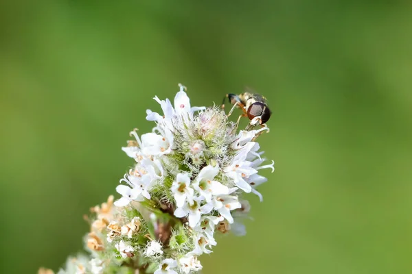 ミントの花に一般的な緑のボトルフライのクローズアップ肖像画 ルチリア セリカータ — ストック写真