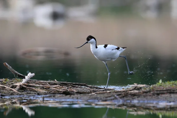 Close-up photo of a rare wader with a long thin beak curved upwards. Critically endangered species in natural environment. Czech Republic. Pied Avocet, Recurvirostra avosetta.