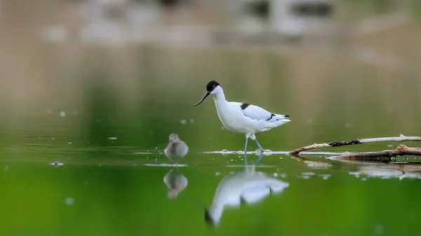 長い細いくちばしを上向きに湾曲した珍しい歩行者のクローズアップ写真 絶滅危惧種に指定されています チェコ共和国 Pied Avocet Recurvirostra Avosetta — ストック写真