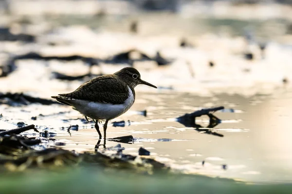 Nahaufnahme Eines Winzigen Watvogels Seeufer Bei Sonnenaufgang Wasserläufer Actitis Hypoleucos — Stockfoto