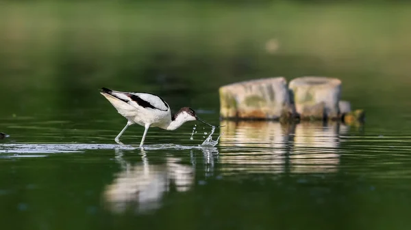 長い細いくちばしを上向きに湾曲した珍しい歩行者のクローズアップ写真 絶滅危惧種に指定されています チェコ共和国 Pied Avocet Recurvirostra Avosetta — ストック写真