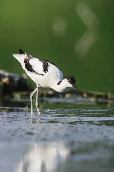 Foto Close Wader Raro Com Bico Longo Fino Curvado Para — Fotografia de Stock