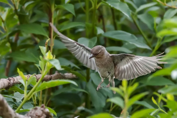 Close Dynamische Foto Van Kleurrijke Zangvogel Die Rechtstreeks Naar Camera — Stockfoto