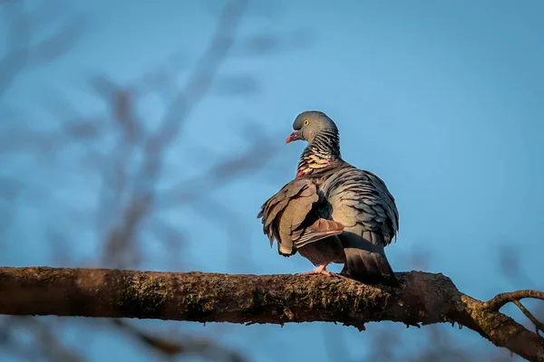 Gros Plan Portrait Pigeon Des Bois Soleil Soir Columba Palumbus — Photo