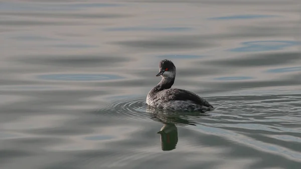 Small Grebe Swims Lake Surface Very Contrasting Backlight Black Necked — Stock Photo, Image