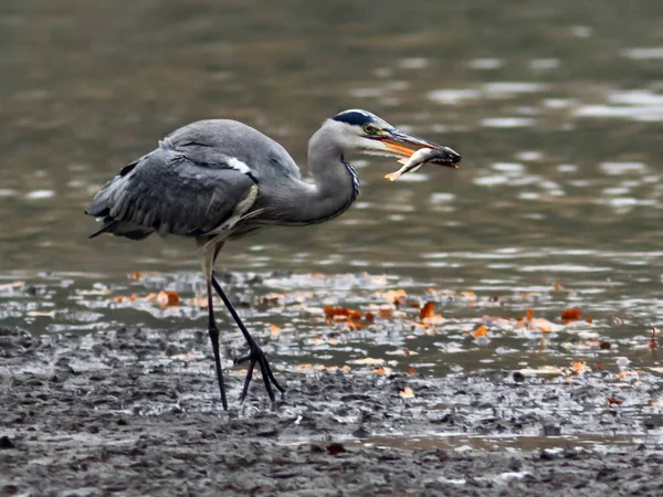 Photo Gros Plan Héron Gris Avec Des Poissons Pris Dans — Photo