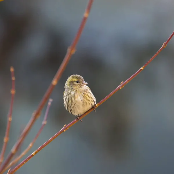 Close-up photo of colorful yellow bird on a colourful background. Eurasian Siskin, Carduelis spinus. Czech Republic.