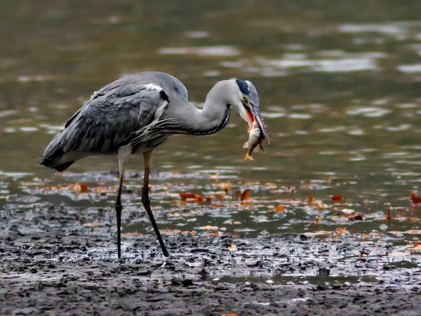 Photo Gros Plan Héron Gris Avec Des Poissons Pris Dans — Photo