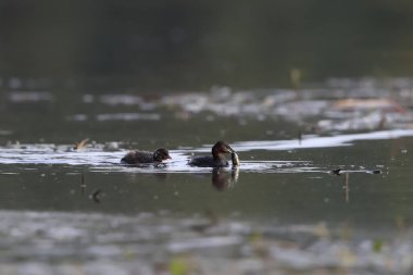 Genç bir yunus, annesinin yakaladığı balıkları çalmaya çalışıyor. Gerçek vahşi yaşamın aksiyon fotoğrafı. Küçük Grebe, Taşibaptus Ruficollis