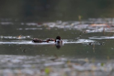 Genç bir yunus, annesinin yakaladığı balıkları çalmaya çalışıyor. Gerçek vahşi yaşamın aksiyon fotoğrafı. Küçük Grebe, Taşibaptus Ruficollis