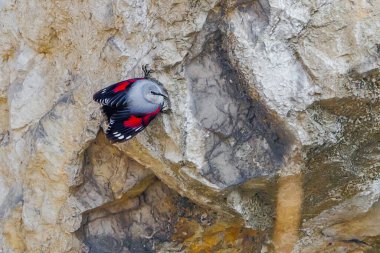 Dağ uçan mücevheri, bir kayanın üzerine atlamak, böcekleri ve diğer böcekleri aramak. Kırmızı kanatlı gri kuş. Palava Hills, Çek Cumhuriyeti. Duvarcı, Tichodroma Muraria.