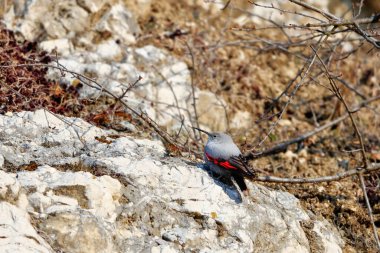 Dağ uçan mücevheri, bir kayanın üzerine atlamak, böcekleri ve diğer böcekleri aramak. Kırmızı kanatlı gri kuş. Palava Hills, Çek Cumhuriyeti. Duvarcı, Tichodroma Muraria.