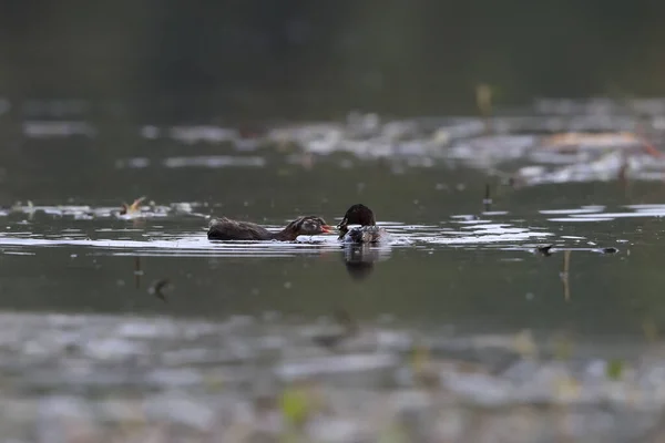 Jeune Grèbe Tente Voler Poisson Capturé Par Mère Photo Action — Photo