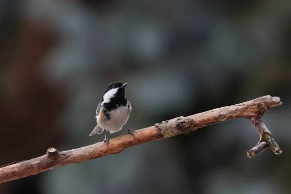 Close Portrait Little Songbird Neutral Background Coat Tit Periparus Ater — Fotografia de Stock