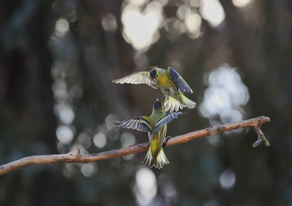 Action photo of the duel of two songbirds in a very dynamic pose in a backlight with a beautiful bokeh. Czech Republic. High resolution, suitable for large prints. Eurasian Siskin, Carduelis spinus.