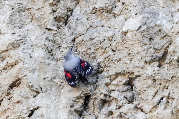 Joya Voladora Montaña Saltando Sobre Una Roca Buscando Escarabajos Otros — Foto de Stock