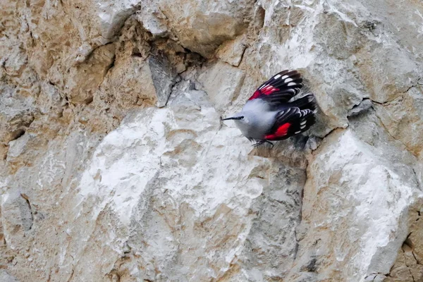 高山飞舞的宝石 跳上岩石寻找甲虫和其他虫子 灰色的鸟 有红色翅膀 捷克共和国帕拉瓦山 爬墙者 Tichodroma Muraria — 图库照片