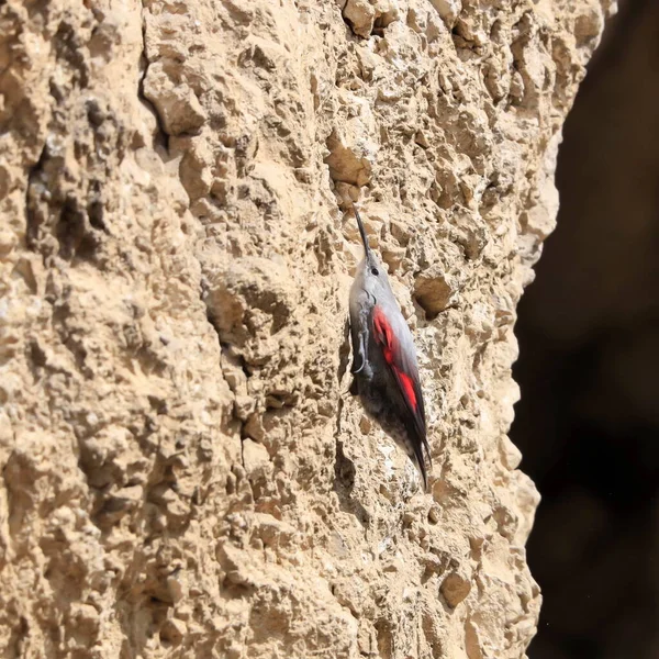 Горный Летающий Драгоценный Камень Прыгающий Скале Поисках Жуков Других Жуков — стоковое фото