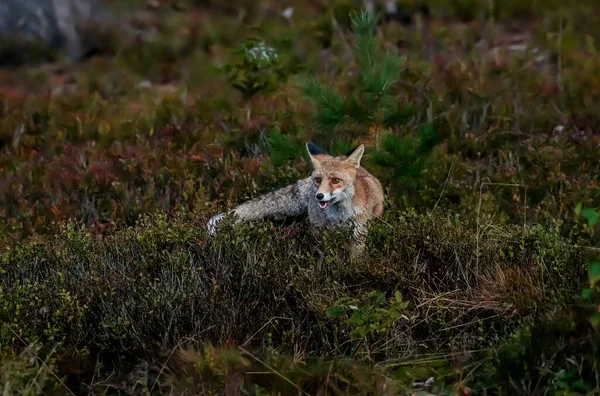 Gros Plan Portrait Renard Roux Pose Dynamique Dans Son Habitat — Photo