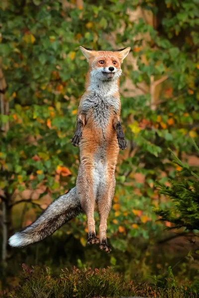 Αστεία Φωτογραφία Κοντινό Πλάνο Πορτραίτο Μιας Κόκκινης Αλεπούς Που Πηδάει — Φωτογραφία Αρχείου