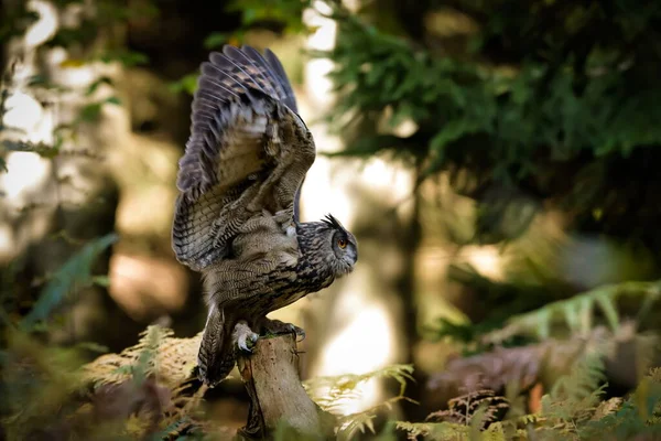 Close Portrait Great Strong Brown Owl Huge Red Eyesin Dynamic — Stock Photo, Image