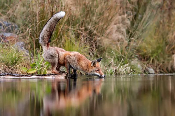 Gros Plan Portrait Renard Roux Pose Dynamique Dans Son Habitat — Photo