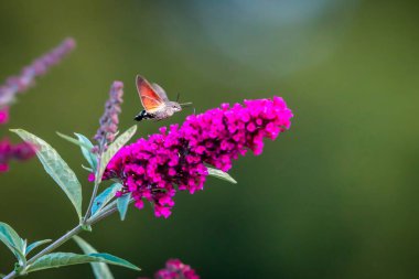 Yaz şairane bir fotoğraf. Sinekkuşu atmaca güvesi çiçek açan yaz leylağı (kelebek çalısı) etrafında yüzer ve bir nektar emer. Macroglossum stellatarum, Buddleia davidii.