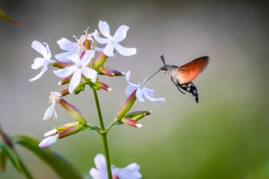 Yaz şairane bir fotoğraf. Sinekkuşu güvesi beyaz yaz çiçeğinin etrafında yüzer ve bir nektar emer. Macroglossum yıldız taşı,