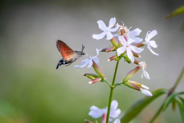 Yaz şairane bir fotoğraf. Sinekkuşu güvesi beyaz yaz çiçeğinin etrafında yüzer ve bir nektar emer. Macroglossum yıldız taşı,